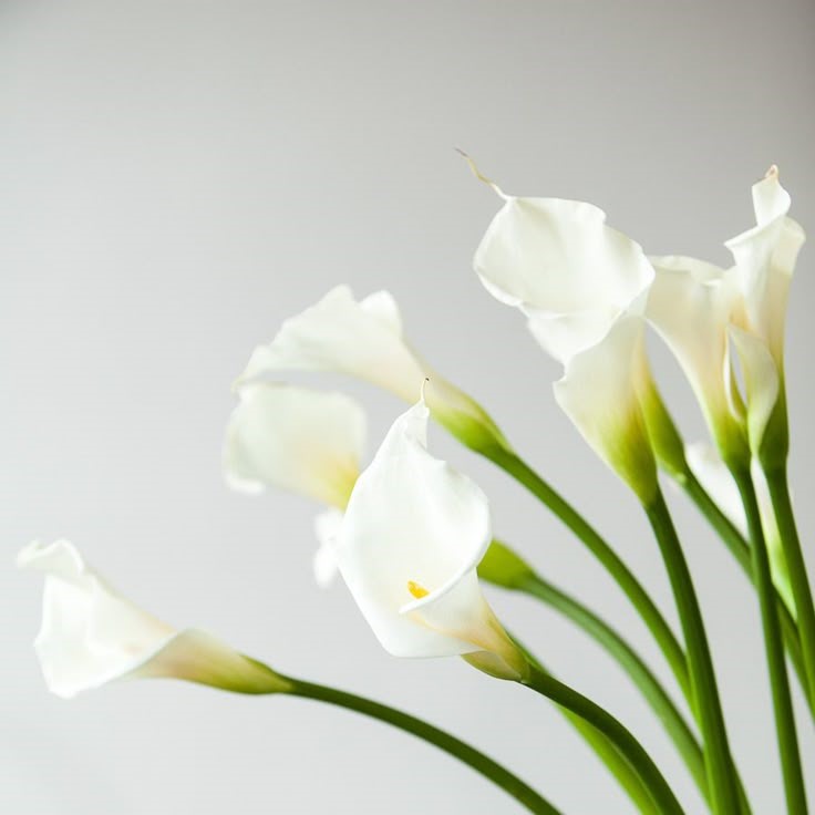 Calla Lily
