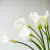 Calla Lily