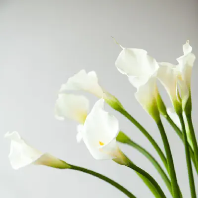 Calla Lily