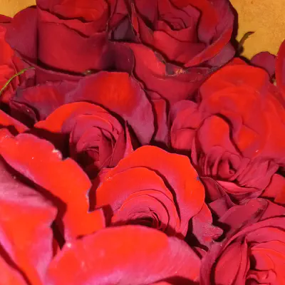 Aromaterapi Alami dengan Bunga: Panduan Lengkap untuk Kesehatan dan Relaksasi