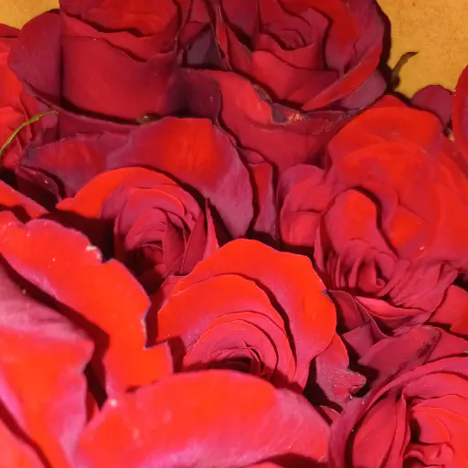 Aromaterapi Alami dengan Bunga: Panduan Lengkap untuk Kesehatan dan Relaksasi