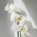 Bunga Anggrek