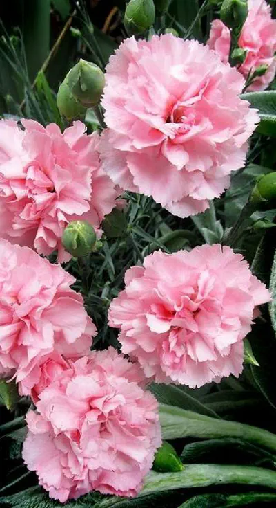 Rahasia Merawat Bunga Potong Agar Segar dan Tahan Lama