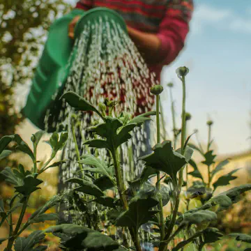 Berkebun Tanpa Beban: Solusi untuk Pemilik Rumah Sibuk