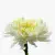 Bunga Aster