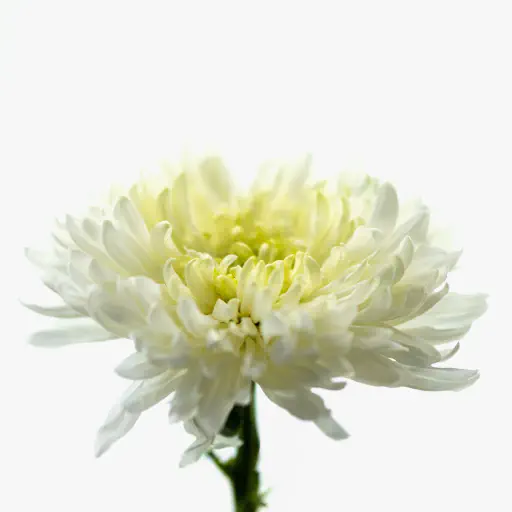 Bunga Aster