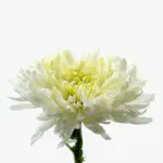 Bunga Aster