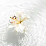 Bunga Cassa Blanca