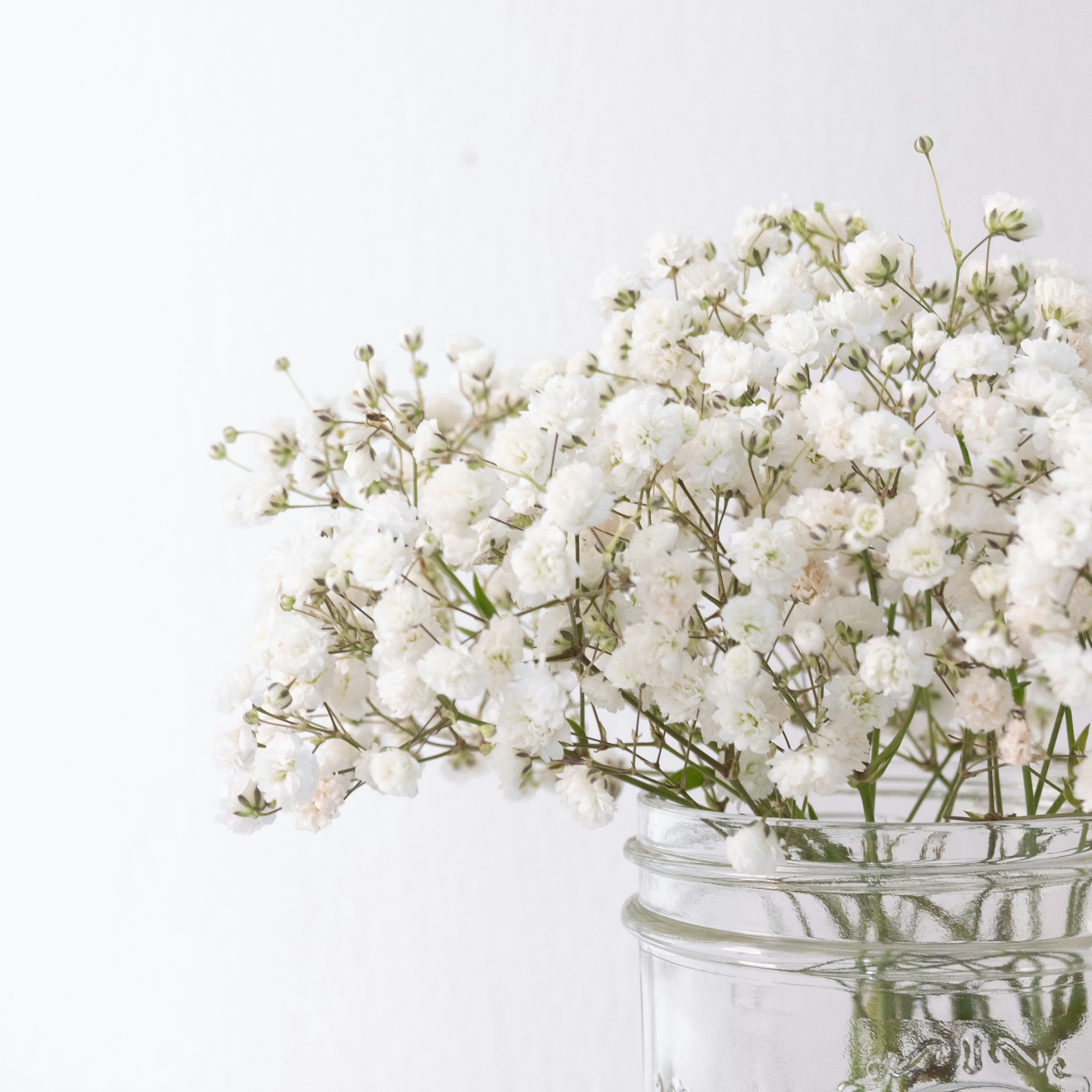 Baby's Breath Baby's Breath
