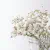 Baby's Breath