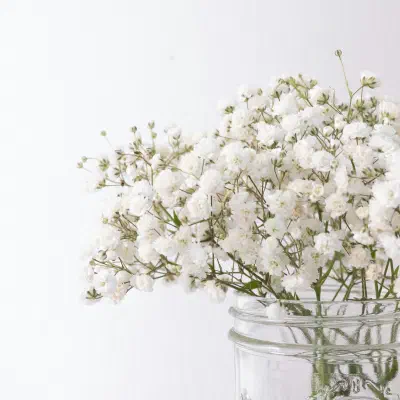 Baby's Breath