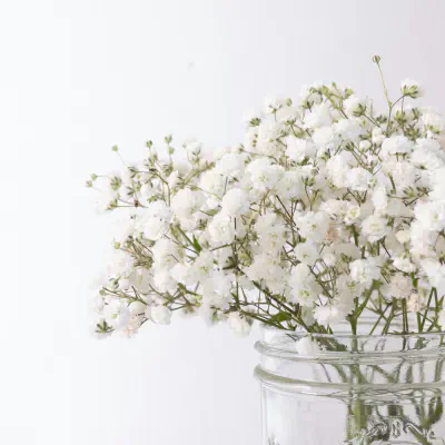 Baby's Breath