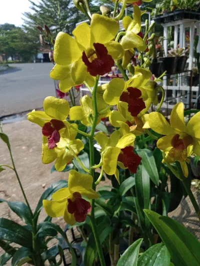 Bunga Anggrek Tanaman anggrek