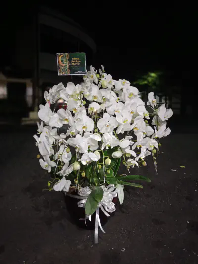 Jenis Bunga yang Cocok untuk Ruangan Ber-AC