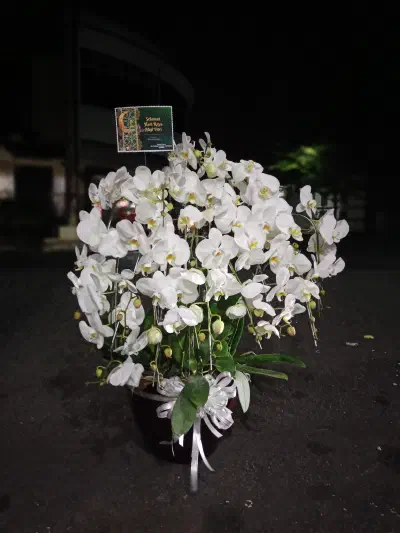 Jenis Bunga yang Cocok untuk Ruangan Ber-AC