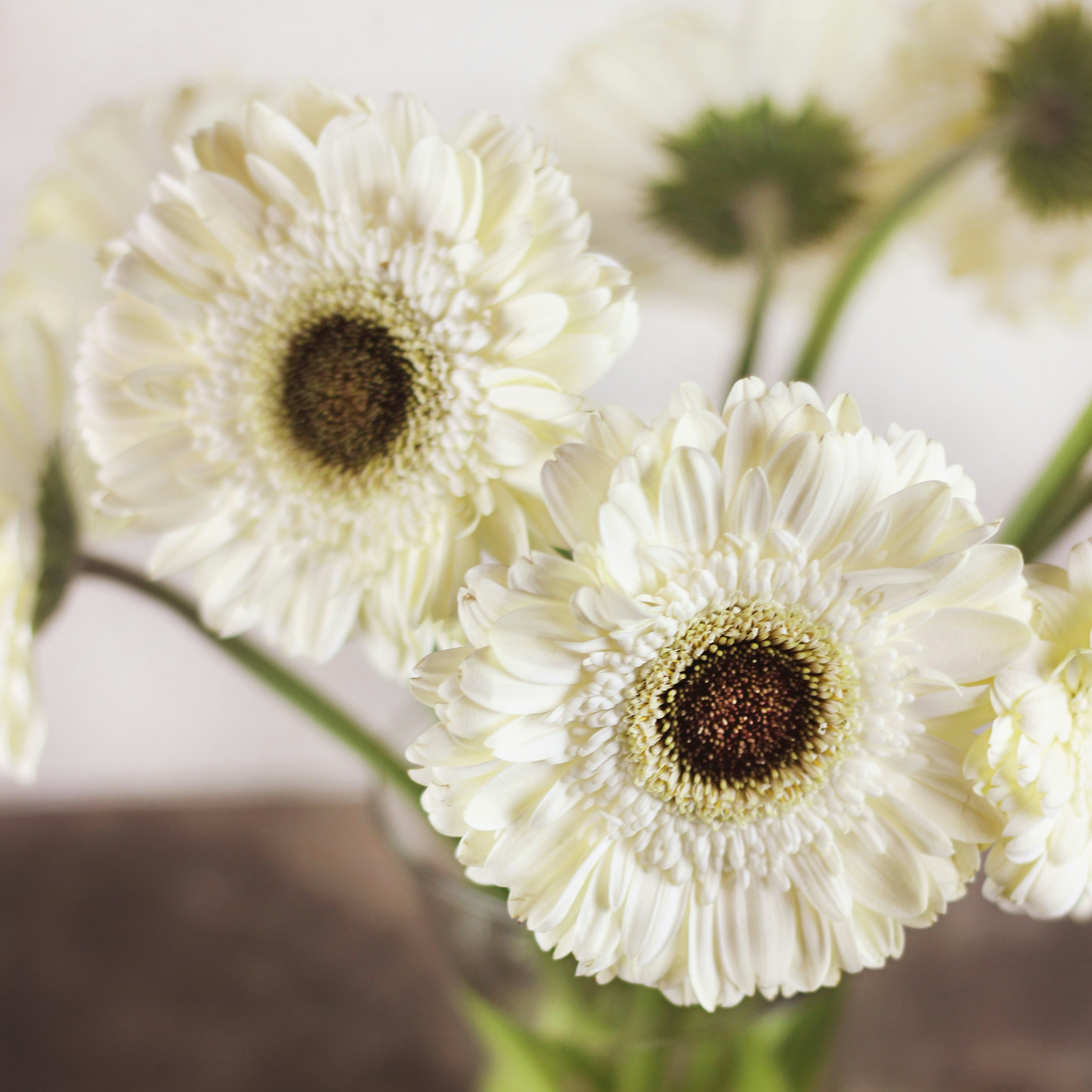 Bunga Gerbera Bunga Gerbera