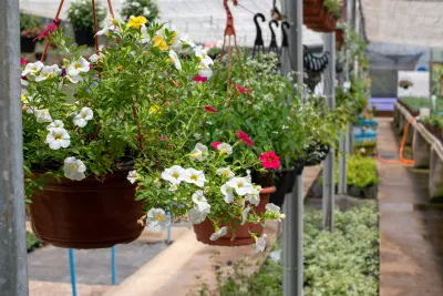 Rumah Kecil, Taman Indah: Tips Berkebun Bunga untuk Ruang Terbatas