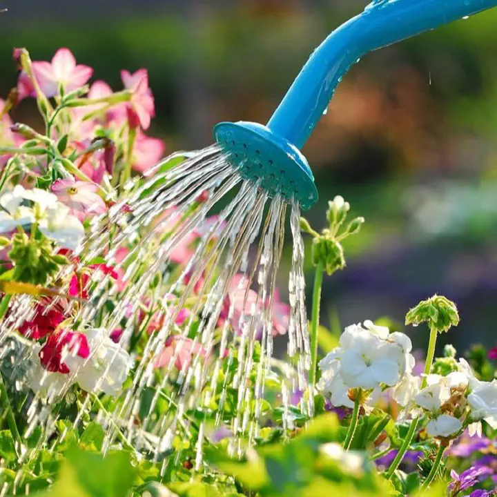 Berkebun Bunga di Rumah: Keajaiban Anggrek, Aster, dan Seni Bunga Meja