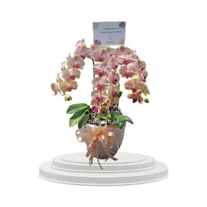 Anggrek Phalaenopsis