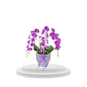 Violet Symphony