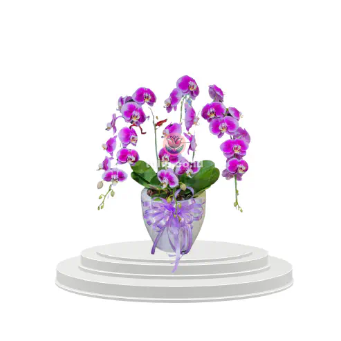 Violet Symphony