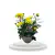 Chrysanthemum Lumin