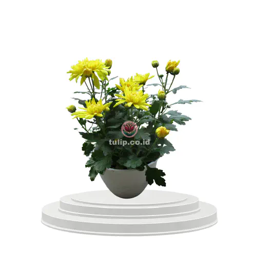 Chrysanthemum Lumin