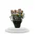 Rustic Bloom