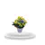 Sunshine Kalanchoe