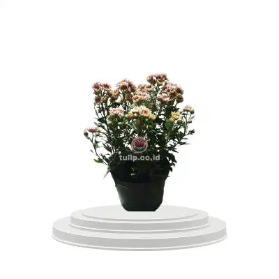 Rustic Bloom