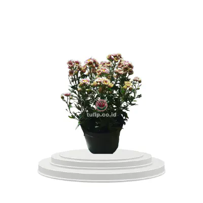 Rustic Bloom