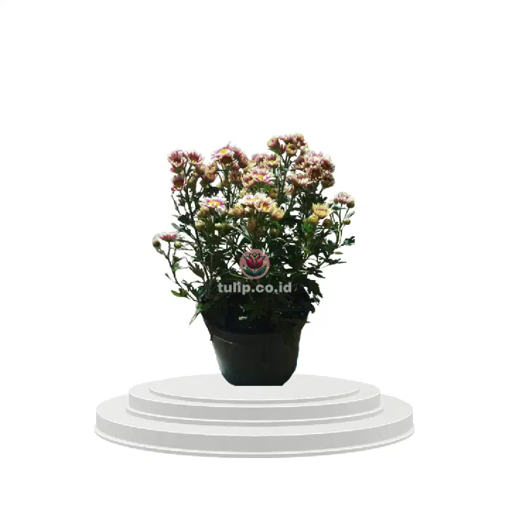 Rustic Bloom