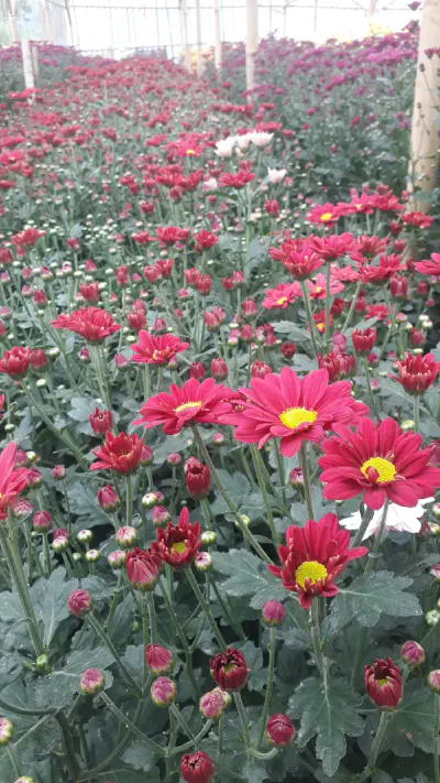 Cara Kreatif Mengolah Buket Bunga Kering Menjadi Dekorasi Estetik