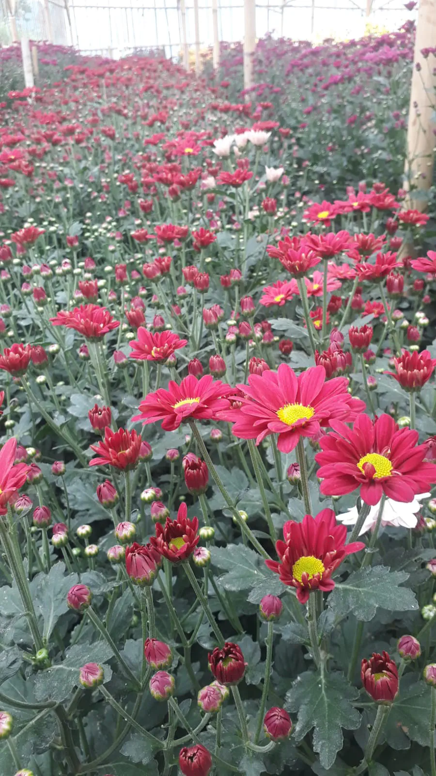 Cara Kreatif Mengolah Buket Bunga Kering Menjadi Dekorasi Estetik