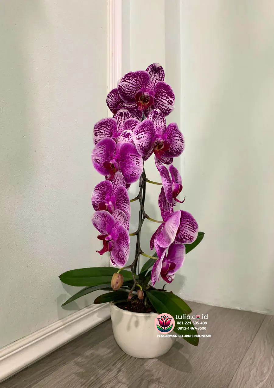 Tips Menyusun Bunga Agar Terlihat Seperti Rangkaian Profesional