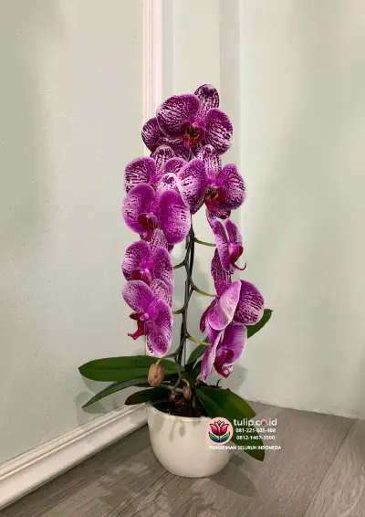 Tips Menyusun Bunga Agar Terlihat Seperti Rangkaian Profesional